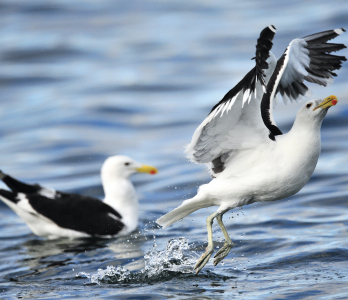 Environmental surveys underway at Stoura offshore Wind Farm site